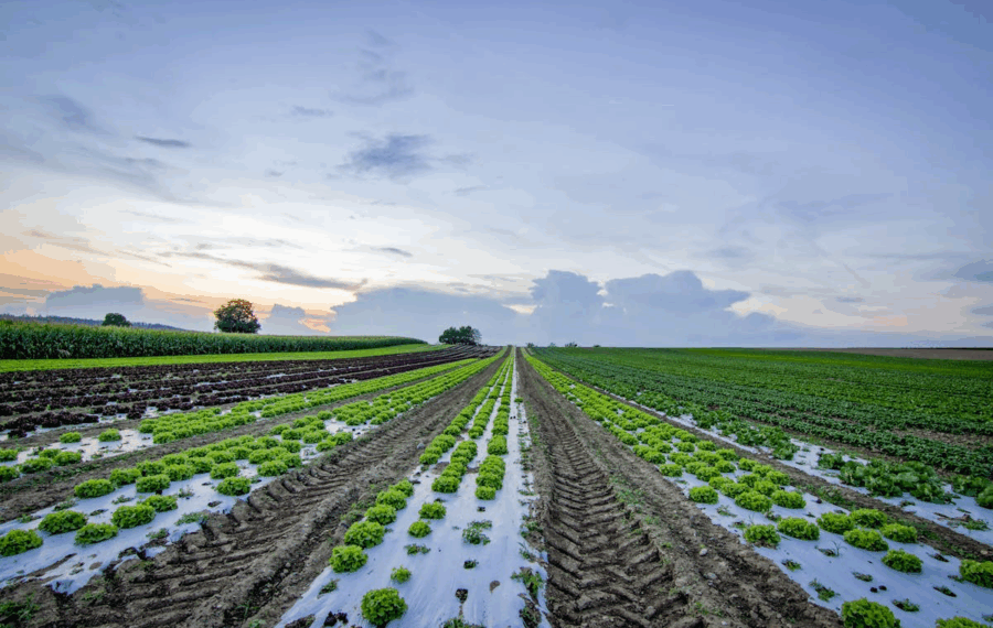 Agrivoltaisme