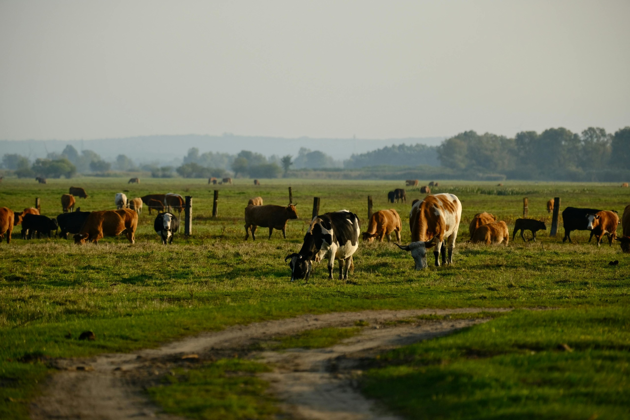 agrivoltaïsme bovin